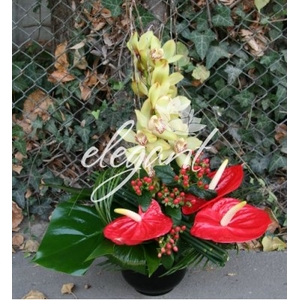 Orhidee si anthurium